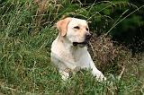 LABRADOR 1256